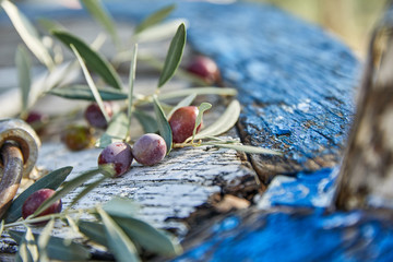 ripe violet olives with leaves on the wooden background