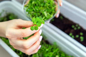 microgreen arugula mustard sprouts in women's hands raw sprouts, microgreens, healthy food concepts