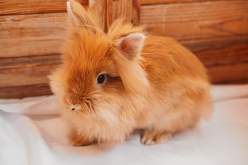 Cute domestic ginger bunny