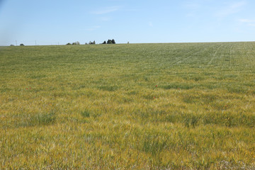 Green wheat in the field. french landscape