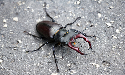 Close-up of a stag beetle on pavement