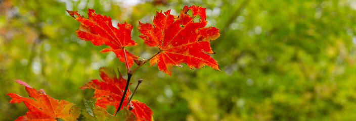 Red maple leaf on a background of green autumn nature