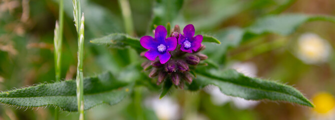 Lovely single Anchusa flower close-up on the green nature background
