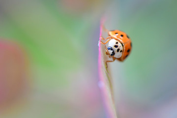 Ladybug