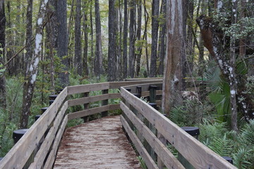 A wooden walkway next to a forestundefined