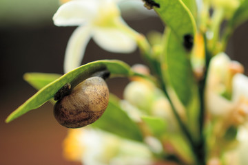 Caracol en una hoja 