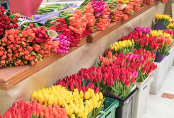 Abundance of tulips of different colors on the counter of the store. Cut flowers lie in rows. Flower shop vendor 's workplace