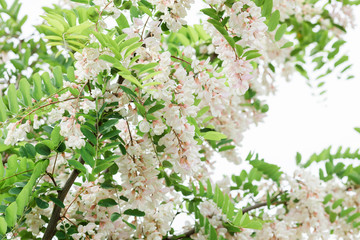 Acacia tree blooming in springtime