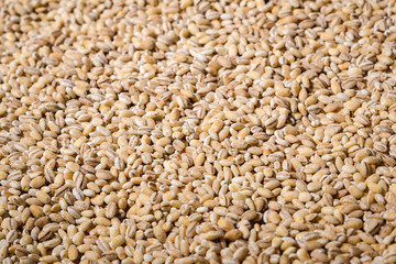 grits pearl barley background texture