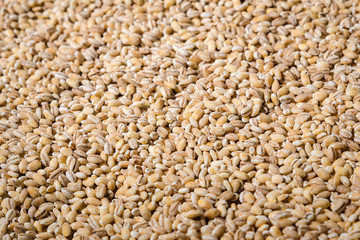 grits pearl barley background texture
