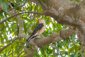 A close-up of a wild Carancho perched on a tree in nature