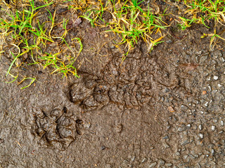 Fresh dog and human footprint on a wet mud surface, top view. Concept animal care.