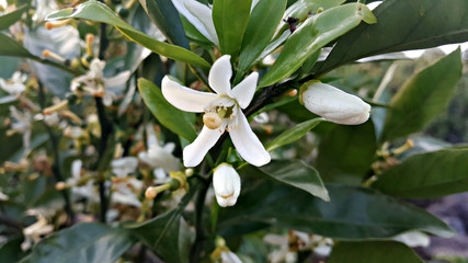 봄에 피는 귤꽃