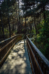 Fototapeta premium Wooden pathway through the Po Delta Botanical Garden in the salt marsh at Rosolina Mare, Italy.