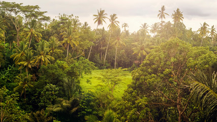 View of the rainforest. Jungle. Natural background. Bali