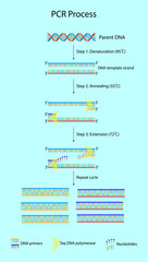 Polymerase chain reaction or PCR is a technique to make many copies of a specific DNA region in laboratory