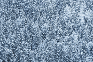 Snow-covered forest, fir trees with snow on branches. Full background of winter landscape. Chamonix, Mont Blanc in France.