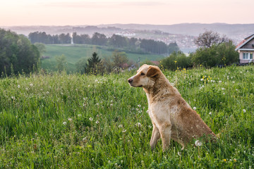 Beautiful domestic dog in a meadow