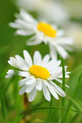 Several daisies with a yellow blossom core and white leaves worund it; the daisy are located between grass blades