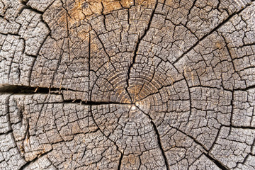 wood tree section with cracks and annual rings. Natural organic texture with cracked and rough surface. Flat wooden surface with annual rings.