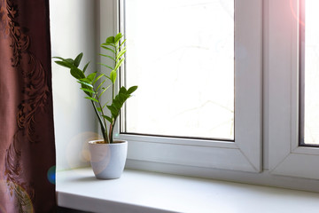 Cultivated Zamioculcas houseplant in flowerpot on windowsill in real room interior