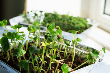 Micro greens (arugula, radish) grown at home on the windowsill in boxes of foil. Close up