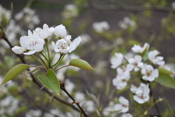 flowering branch