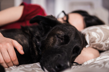 A dog sleeps deeply embraced by a young girl with glasses.