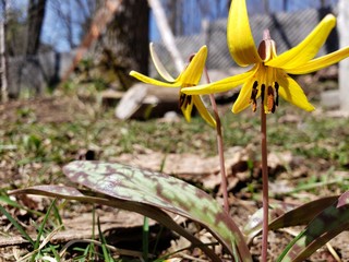 yellow flower in spring