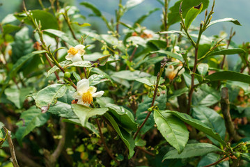 Tea plant on a plantation in Darjeeling, India