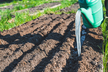 Watering the trenches in the garden with a special fertilizer solution before planting from a green garden watering can.