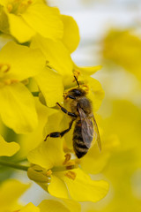 A bee searching for and eating nectar on a rapeseed flower