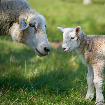 Mutterschaf mit einem neugeborenen Lamm auf einer Wiese im Frühling