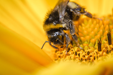 pollination by a bumblebee of a flower/Closeup. Pollinations of concept