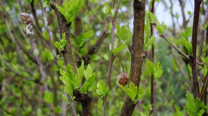 Little green leaves on a tree in spring. New life, beginning.