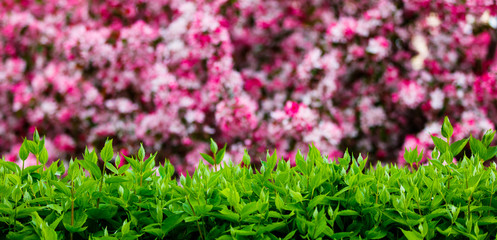 Floral background of blooming spring cherry trees in a blurred form and green leaves trimmed in a straight line of bushes