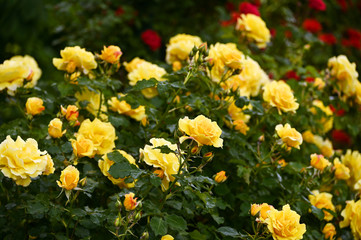 garden with yellow roses in springtime