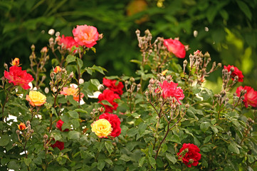 garden with red yellow and pink roses in springtime