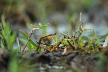 moss on the ground