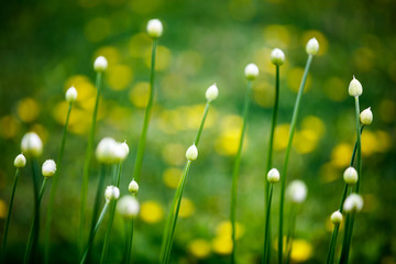White decorative onion bulbs on a blurred background of grass with yellow dandelions