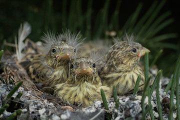Close up of three baby birds in a nest. European greenfinch (Chloris chloris) on a tree branch © lukasbeno