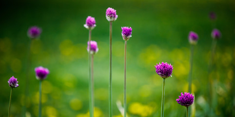 purple flowers in the field