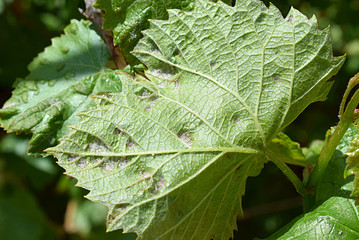 grape leaf damaged by spider mite