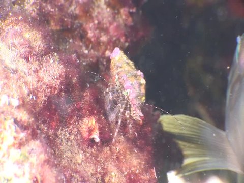 grouper fish underwater close up eyes looking to camera ocean scenery  fish portrait