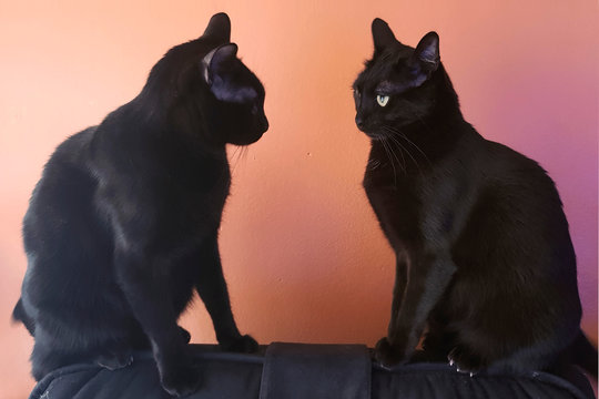 gatos negros