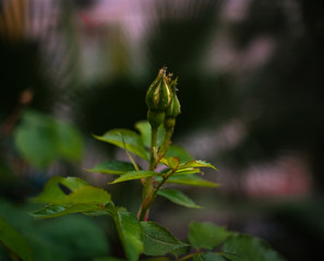 naturaleza, con textura, otoñal, hojas, macro, abstracta, dechado, amarilla, verde, verano, color, hojas, de invierno