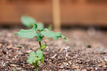 New Bean Seedling