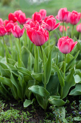 tulips in the garden
