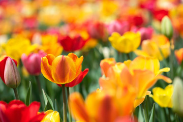 Obraz premium Orange Tulip in Field