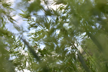 grass
